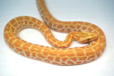 Load image into Gallery viewer, Male Albino Hypo Poss Het Granite Green Burmese Python