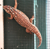 Load image into Gallery viewer, Female Hosmer’s Spiny - Tailed Skinks (Bonded Pair)