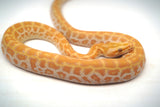 Load image into Gallery viewer, Male Albino Hypo Poss Het Granite Green Burmese Python
