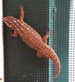 Load image into Gallery viewer, Female Hosmer’s Spiny - Tailed Skinks (Bonded Pair)