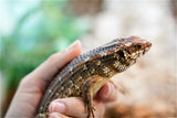Load image into Gallery viewer, Female Hosmer’s Spiny - Tailed Skinks (Bonded Pair)