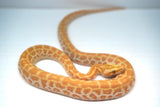 Load image into Gallery viewer, Male Albino Hypo Poss Het Granite Green Burmese Python