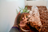 Load image into Gallery viewer, Female Hosmer’s Spiny - Tailed Skinks (Bonded Pair)