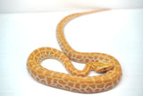 Load image into Gallery viewer, Male Albino Hypo Poss Het Granite Green Burmese Python