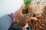 Load image into Gallery viewer, Female Hosmer’s Spiny - Tailed Skinks (Bonded Pair)