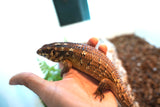 Load image into Gallery viewer, Female Hosmer’s Spiny - Tailed Skinks (Bonded Pair)