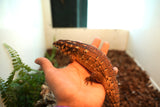 Load image into Gallery viewer, Female Hosmer’s Spiny - Tailed Skinks (Bonded Pair)