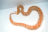 Load image into Gallery viewer, Male Albino Poss Het Granite Green Burmese Python