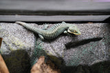 Load image into Gallery viewer, Abronia
