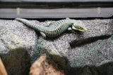 Load image into Gallery viewer, Abronia