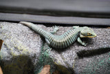 Load image into Gallery viewer, Abronia