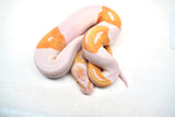 Load image into Gallery viewer, Male Albino Pied Ball Python