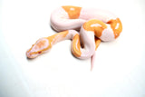 Load image into Gallery viewer, Male Albino Pied Ball Python