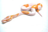 Load image into Gallery viewer, Male Albino Pied Ball Python