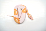 Load image into Gallery viewer, Male Albino Pied Ball Python