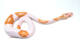 Load image into Gallery viewer, Male Albino Pied Ball Python