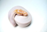 Load image into Gallery viewer, Female Albino Pied Ball Python