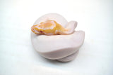 Load image into Gallery viewer, Female Albino Pied Ball Python