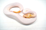 Load image into Gallery viewer, Female Albino Pied Ball Python