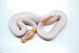 Load image into Gallery viewer, Female Albino Pied Ball Python