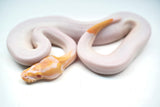 Load image into Gallery viewer, Female Albino Pied Ball Python