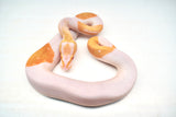 Load image into Gallery viewer, Male Albino Pied Ball Python - “Ritz”