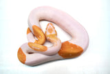 Load image into Gallery viewer, Male Albino Pied Ball Python - “Ritz”