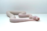 Load image into Gallery viewer, Male Albino Pied Pinto White (Red Eyed Leucistic) Ball Python