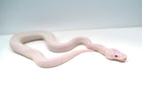 Load image into Gallery viewer, Male Albino Pied Pinto White (Red Eyed Leucistic) Ball Python