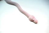 Load image into Gallery viewer, Male Albino Pied Pinto White (Red Eyed Leucistic) Ball Python