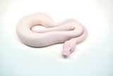 Load image into Gallery viewer, Male Albino Pied Pinto White (Red Eyed Leucistic) Ball Python
