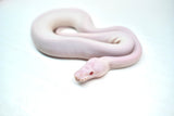 Load image into Gallery viewer, Male Albino Pied Pinto White (Red Eyed Leucistic) Ball Python
