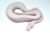 Load image into Gallery viewer, Male Albino Pied Pinto White (Red Eyed Leucistic) Ball Python