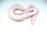 Load image into Gallery viewer, Male Albino Pied Pinto White (Red Eyed Leucistic) Ball Python
