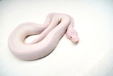Load image into Gallery viewer, Male Albino Pied Pinto White (Red Eyed Leucistic) Ball Python