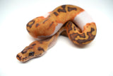 Load image into Gallery viewer, Female Caramel Clown Pied Ball Python