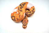 Load image into Gallery viewer, Female Caramel Clown Pied Ball Python