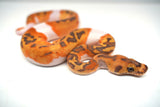 Load image into Gallery viewer, Female Caramel Clown Pied Ball Python