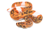 Load image into Gallery viewer, Female Caramel Clown Pied Ball Python