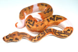 Load image into Gallery viewer, Female Caramel Clown Pied Ball Python