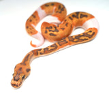 Load image into Gallery viewer, Female Caramel Clown Pied Ball Python