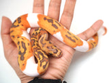 Load image into Gallery viewer, Female Caramel Clown Pied Ball Python