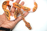 Load image into Gallery viewer, Female Caramel Clown Pied Ball Python