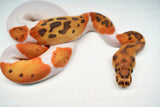 Load image into Gallery viewer, Male Caramel Clown Pied Ball Python
