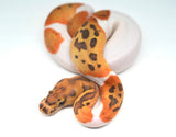 Load image into Gallery viewer, Male Caramel Clown Pied Ball Python