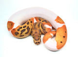 Load image into Gallery viewer, Male Caramel Clown Pied Ball Python