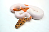 Load image into Gallery viewer, Male Caramel Clown Pied Ball Python
