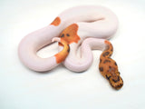 Load image into Gallery viewer, Male Caramel Clown Pied Ball Python
