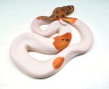 Load image into Gallery viewer, Male Caramel Clown Pied Ball Python