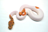 Load image into Gallery viewer, Male Caramel Clown Pied Ball Python